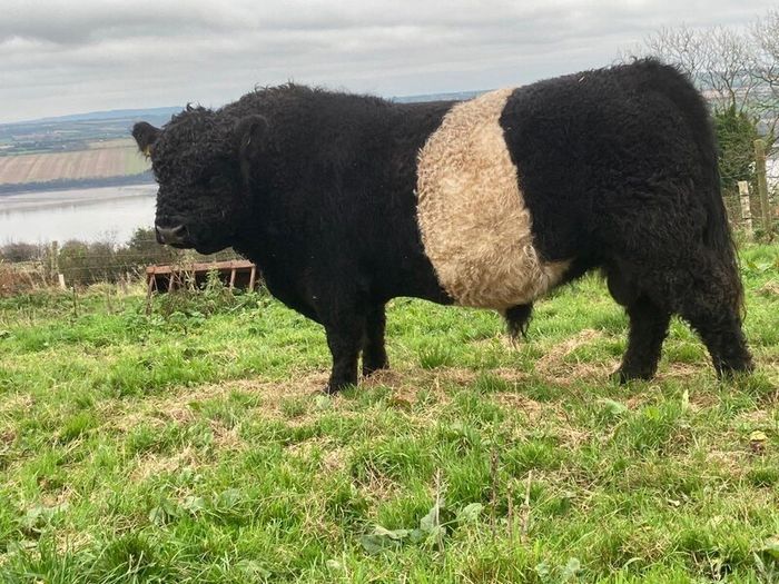 Bull