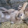 Rabbits-Dwarf Image 7