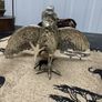 Vintage Silver-Tone Fighting Rooster Figurine Image 2