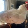 hen and rooster Image 3