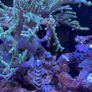 1000L Marine fish tank Image 5