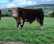 Hereford Bull