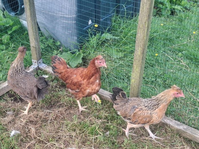 poultry near laying pullets