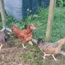poultry near laying pullets Image 2