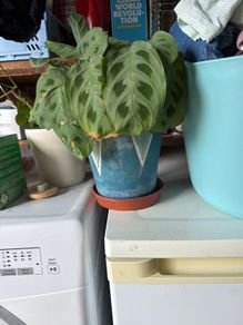 indoor plant