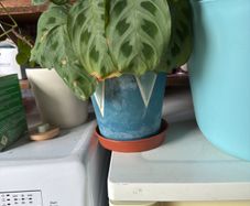 indoor plant