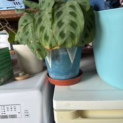 indoor plant
