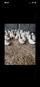 Ducks And Hens