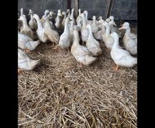 Ducks And Hens