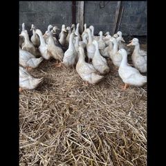 Ducks And Hens