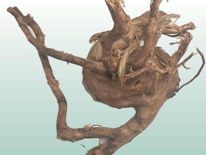Red Moor Wood/Azalea Wood
