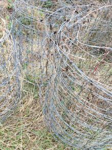 sheep wire