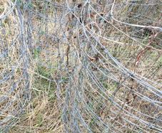 sheep wire