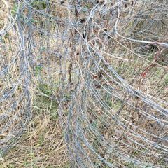 sheep wire
