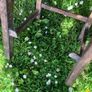 Old Chairs Image 3
