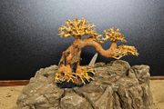 Bonsai Tree Winding Style Small