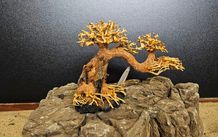 Bonsai Tree Winding Style Small