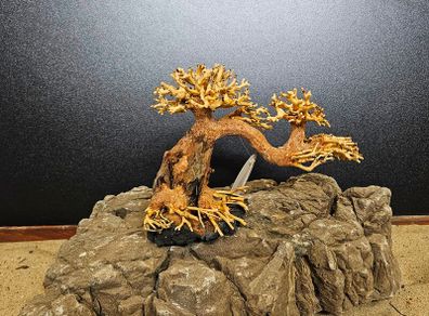 Bonsai Tree Winding Style Small