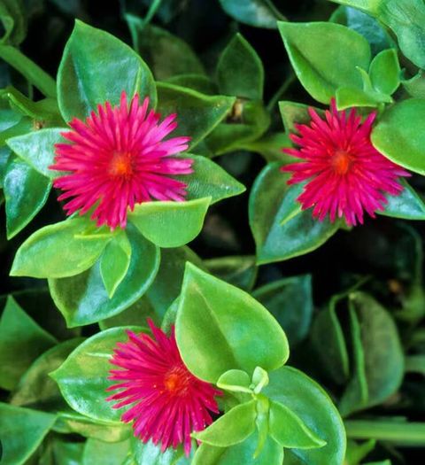 baby sun rose