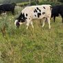 Breeding or beef Heifer Image 10