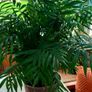 house plants Image 5