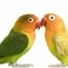 Lovebirds123
