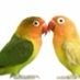 Lovebirds123
