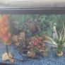 Aquarium/ fish tank Image 3