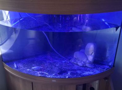 Fish
