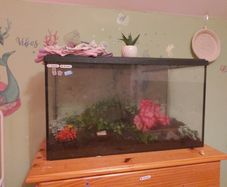 large fish tank