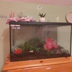 large fish tank