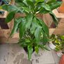 dracena Image 3