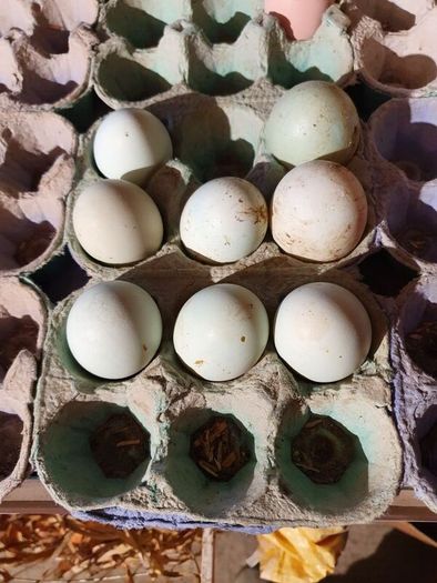 poultry, pullets, Hens,