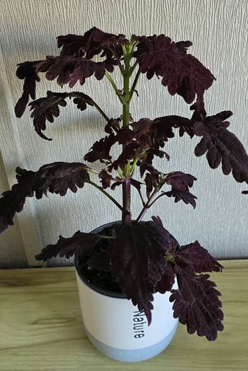 indoor(pot included)