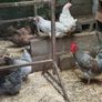 Hens/pullets Image 9