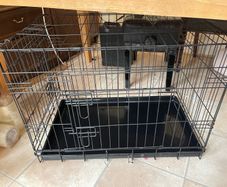 a small dog cat cage