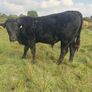 Organic weanlings Image 10