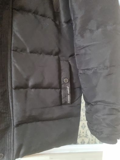 canada goose