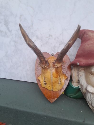 vintage hunting trophy
