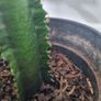 Euphorbia Trigona Rubra cactus Image 4
