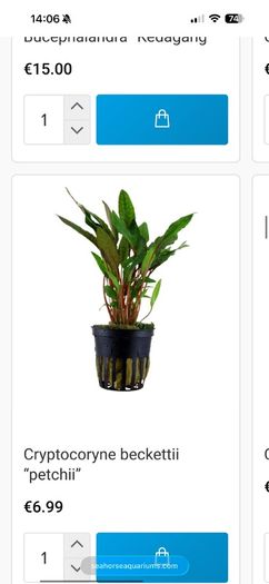 Fish Tank Plants