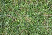 12ft sheep wire