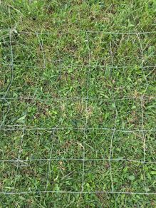 12ft sheep wire
