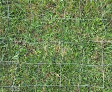 12ft sheep wire