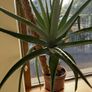 Big Aloe Vera Plants Image 4
