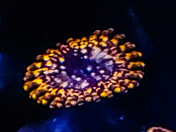 Utter Chaos zoa