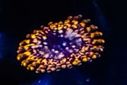 Utter Chaos zoa