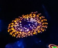 Utter Chaos zoa