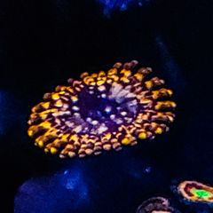 Utter Chaos zoa