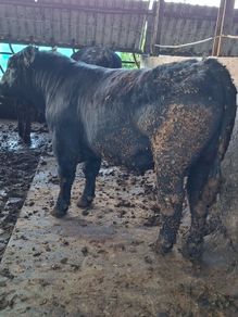 Angus Bulls